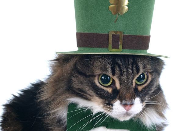 March MOPS Cat